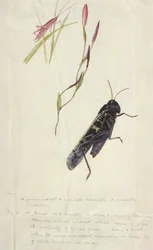 Südafrikanische Insekten